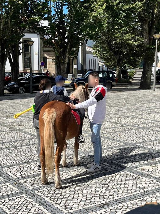 Pónei Adulto 22 Anos