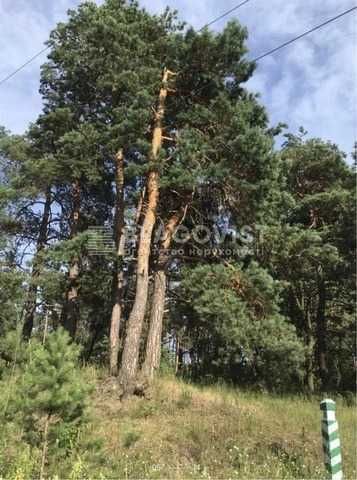 Чапаевка - участок 9 соток