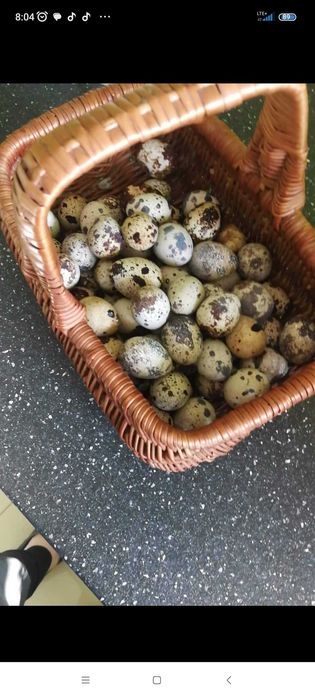 Jajka hurtowe ilości, okazja