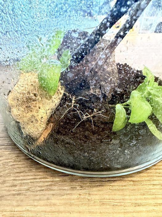 Oddam małe patyczaki