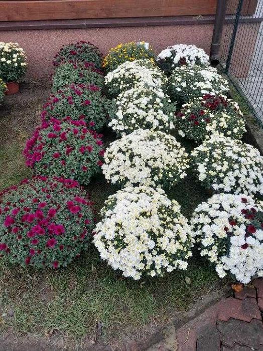 Sprzedam chryzantemy w atrakcyjnej cenie