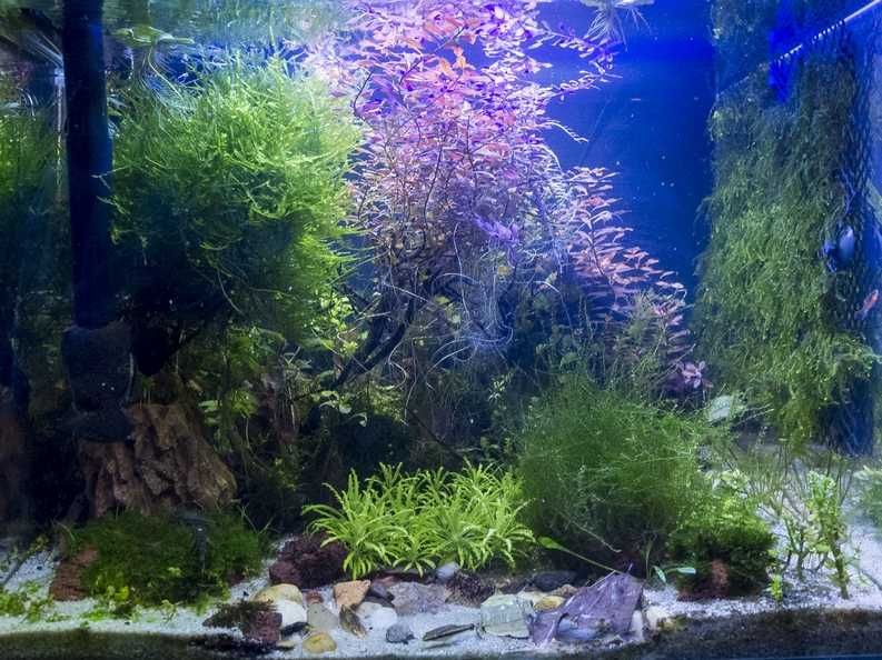 Rośliny zielone czerwone i mchy zestaw 20 gatunków hodowla wodna