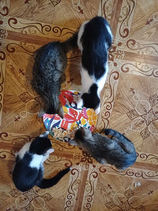 4 koty do oddania