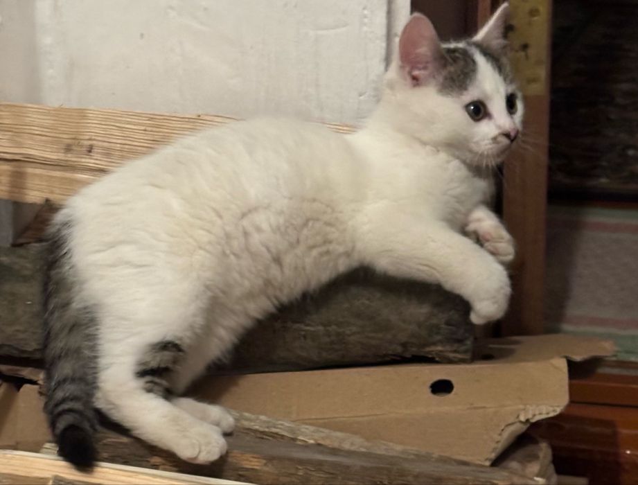 Милі кошенята потребують дому