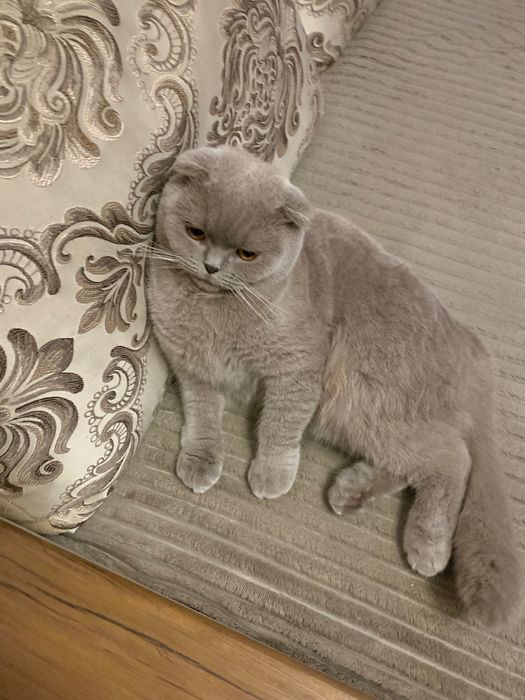 В‘язка кішечки шотландська вислоуха