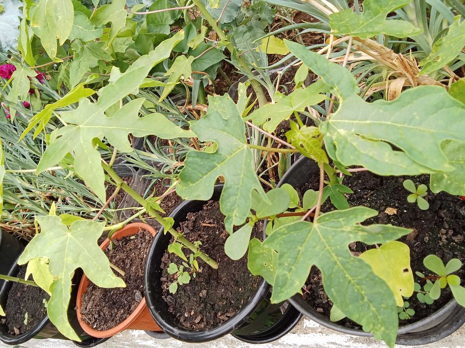 Papaiaa plantas exterior
