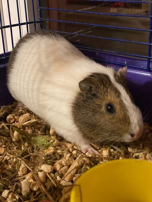 Отдам морскую свинку, девочка