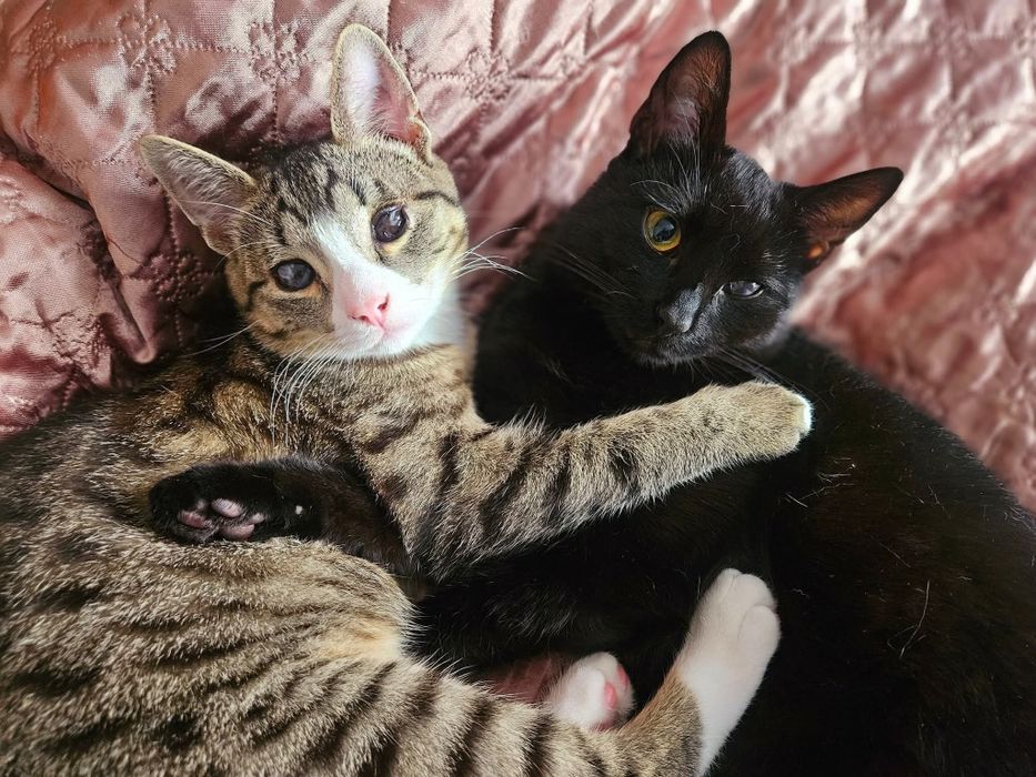 Choć niedowidzący Mambo miał pecha, to przynosi szczęście.