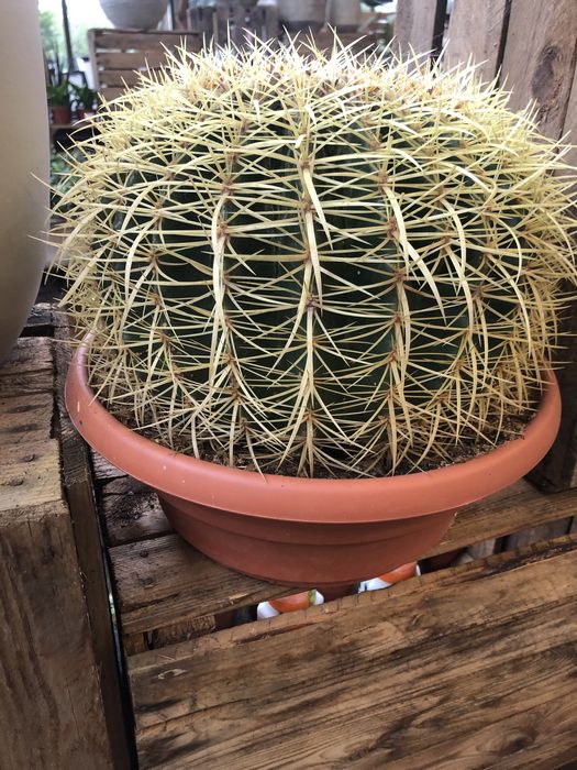 Planta cacto picos , tamanho grande e muito bonito