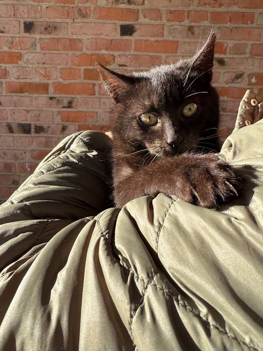 Віддам в добрі руки