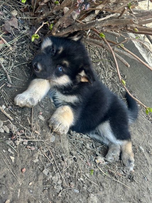 Віддам щенків за символічну ціну