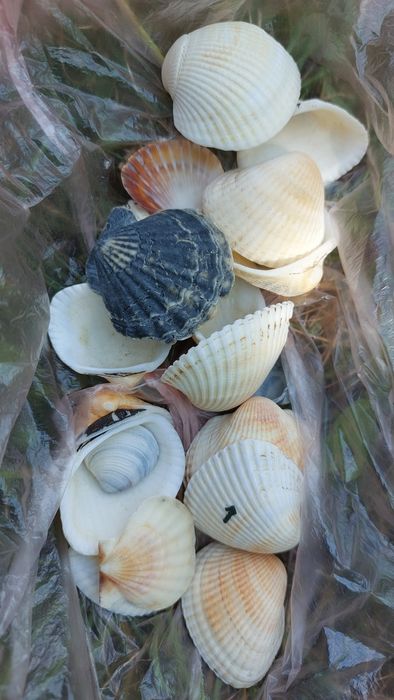 Акваріумні аксесуари камінь, ракушки  з Севастополя !