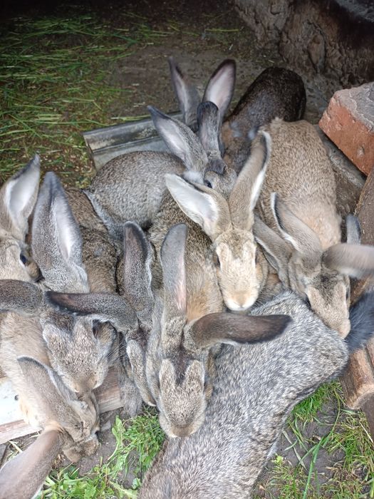 Продаються кролі