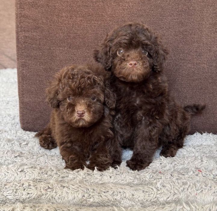 Той пудель шоколад дівчинки