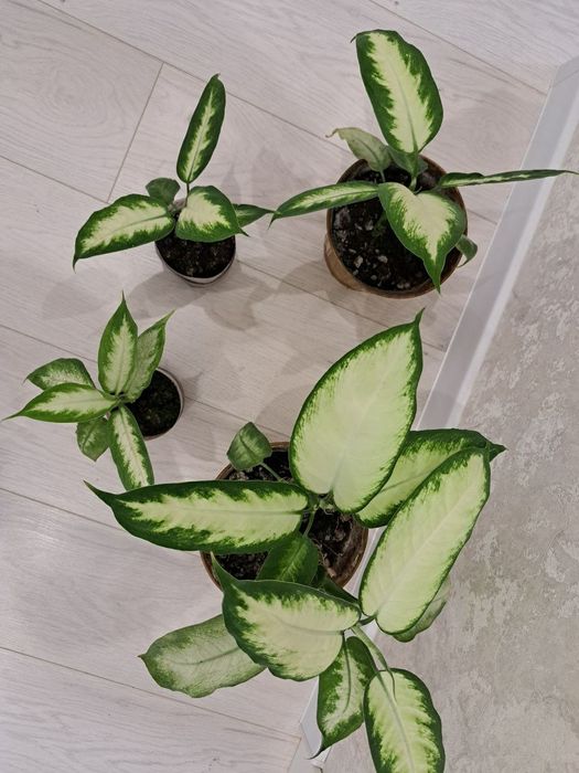 Дифінбахія Каміла