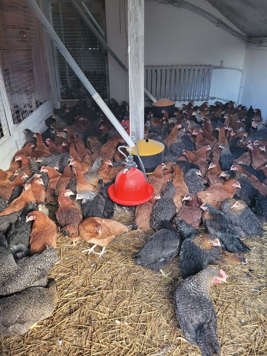 Kury nioski i drób z chowu przydomowego – Zaszczepione, wysoka nośność