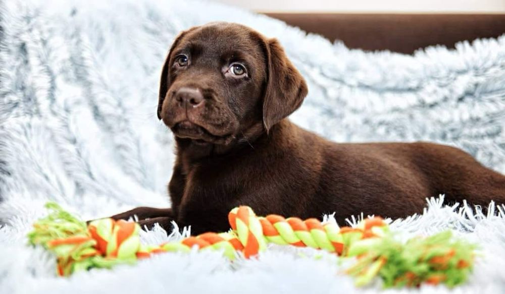 Labrador czekoladowy maluszek