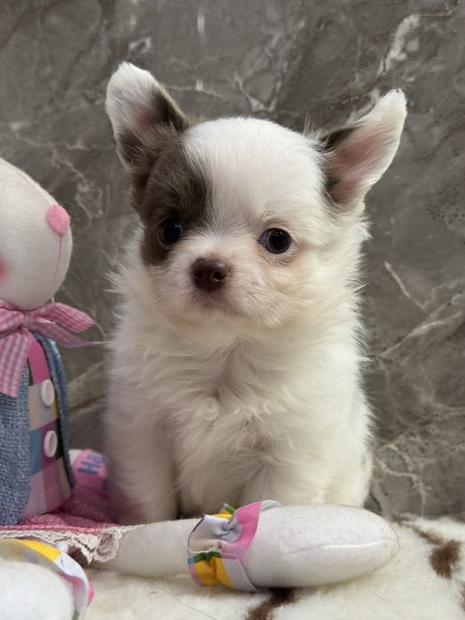 Цуценята чихуахуа