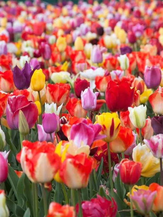 Zestaw mix Kwiatów Narcyzy Tulipany