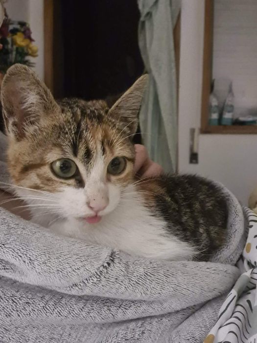 Brigitte-  gatinha bebe (4Meses) para adoção