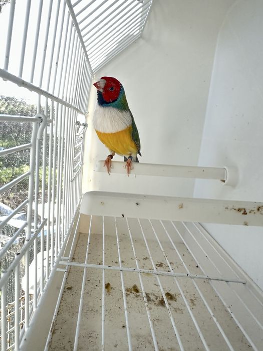 Diamantes gould Machos
