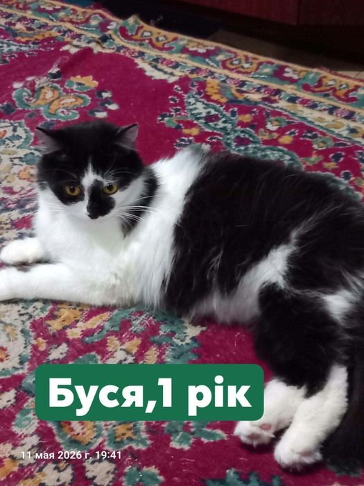 Безкоштовно в добрі руки котики