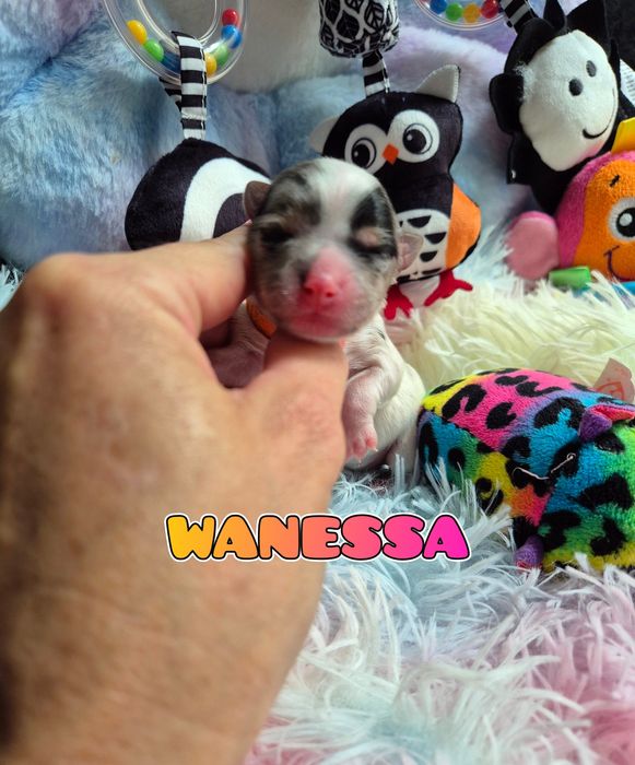 Suczka blueberry merle