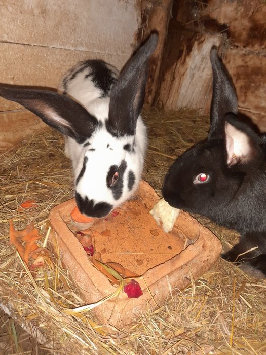 Króliki - samce I samice