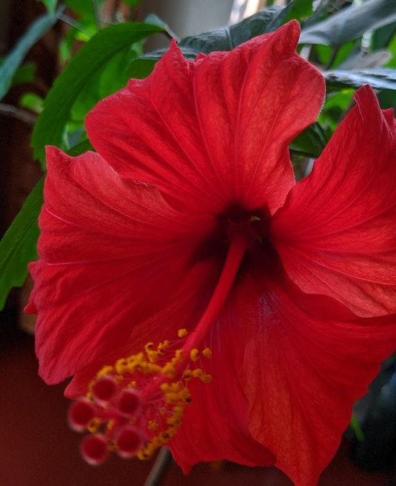 Кімнатні великі рослини дерево Китайська роза, гібіскус