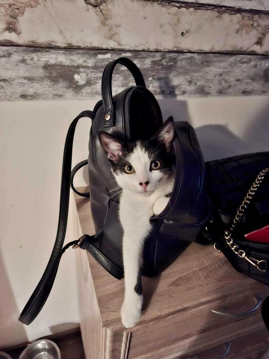 Młody, energiczny Pepe szuka kochającego domu