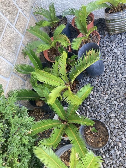 Palmeiras Cica - Cycas revoluta