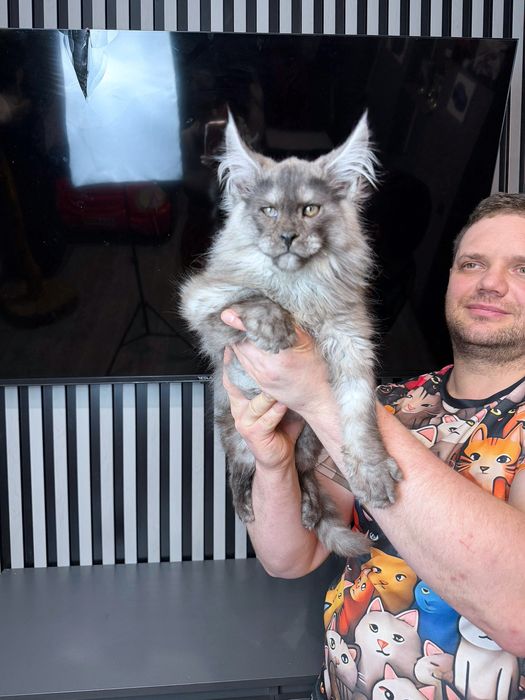 Мейн кун хлопчик  чорний  дим шадет