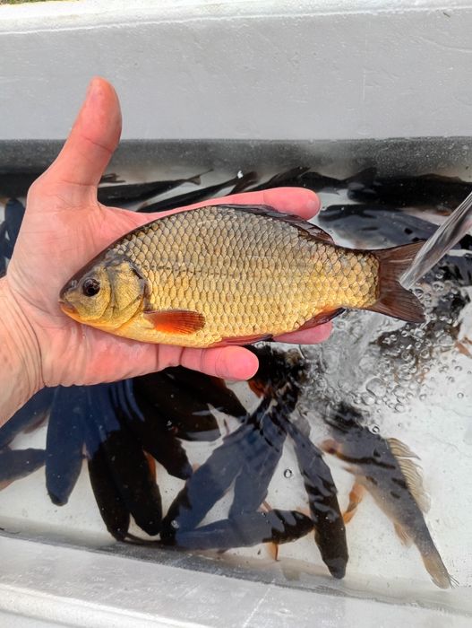 Amur narybek/kroczek. Karp , Tołpyga , Jesiotr , Okoń.
