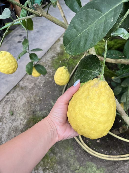 Лимон Київський(Пандероза)