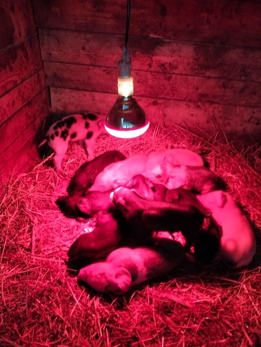 Leitoes muito bons e boa raça