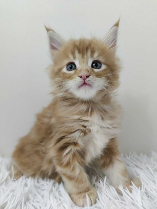 Maine Coon / ruda / FPL