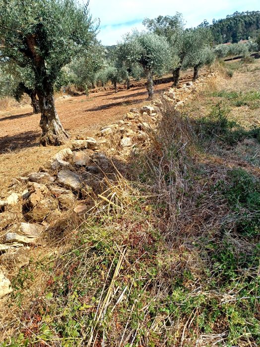 Terreno para construção: 1,2 ha Rego da Murta - Ferreira do Zêzere