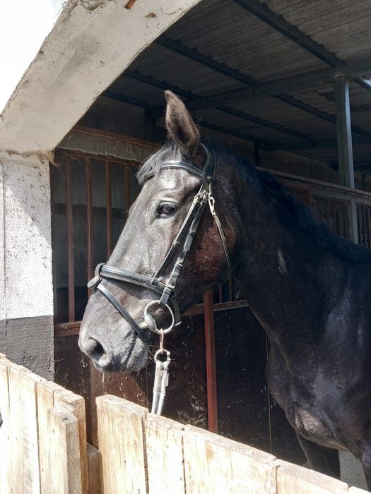 4 letni trakeński wałach wstępnie zajeżdżony BARDZO SPOKOJNY