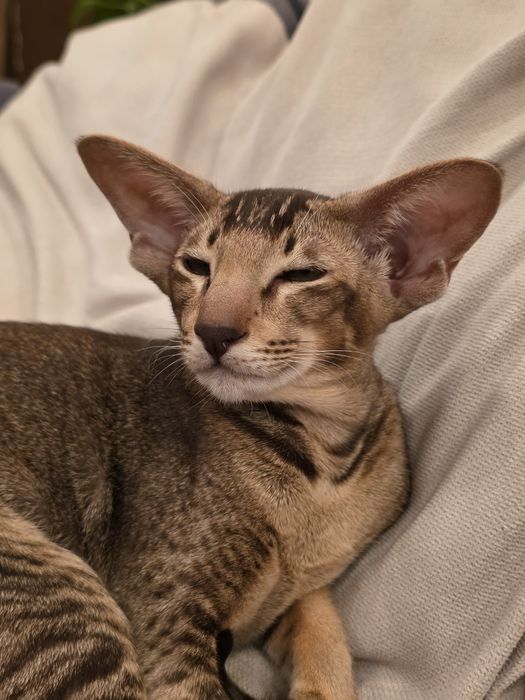 Орієнтальна дівчинка  вік 1р