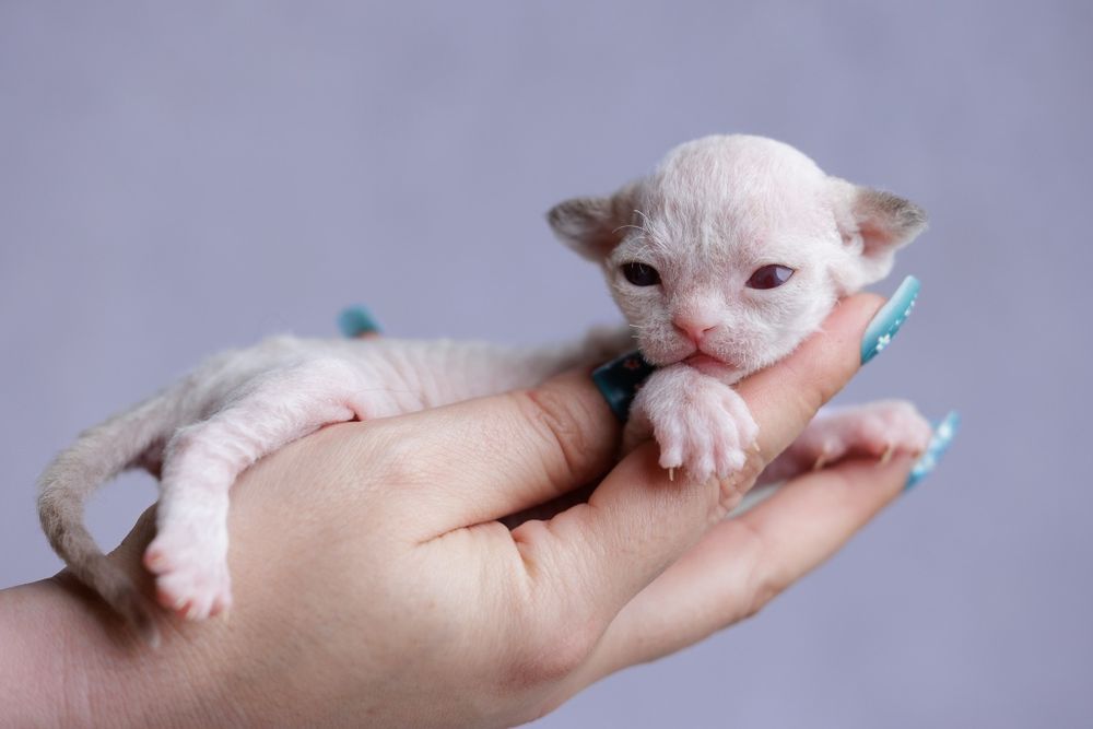 Devon Rex* Kocurek* color point* niebieskie oczka