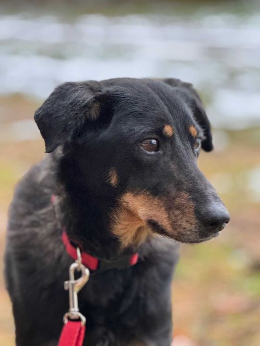 TOSIA - około 2 letnia suczka