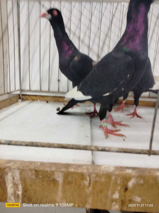 Golebie ozdobne podbrodki