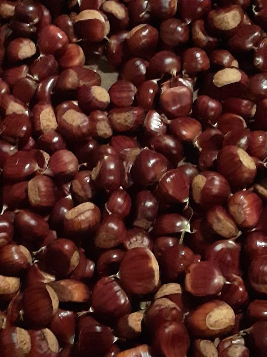 Castanha de produção biológica
