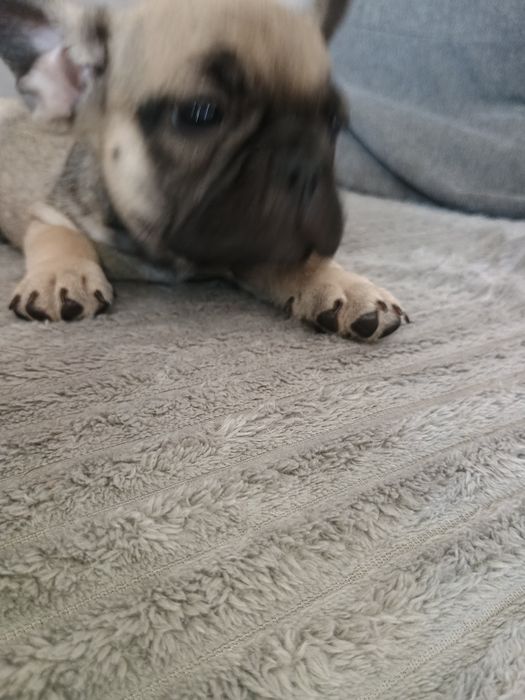 Buldog francuski