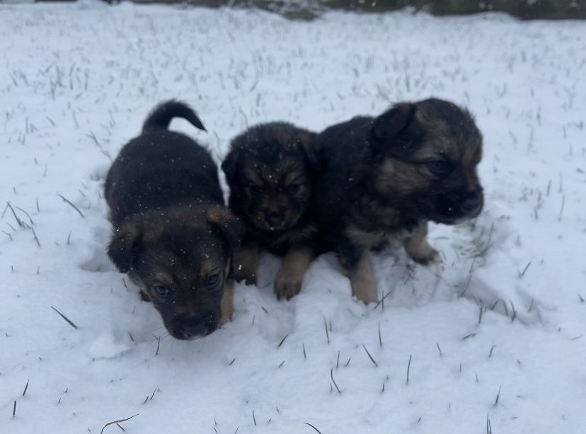 Віддам цуценят в добрі руки