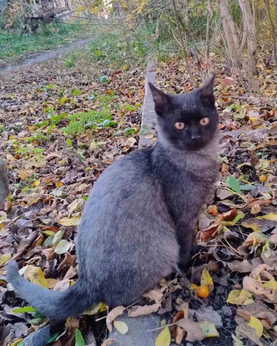 Шикарний котик в гарні руки! Окрас чорний попіл, попілястий