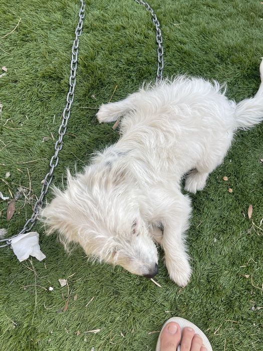Cadela 5 meses para doar