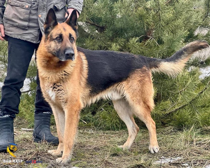 Німецька вівчарка Лукас шукає дім