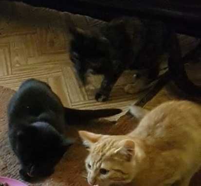 котики 6 місяців в добрі руки