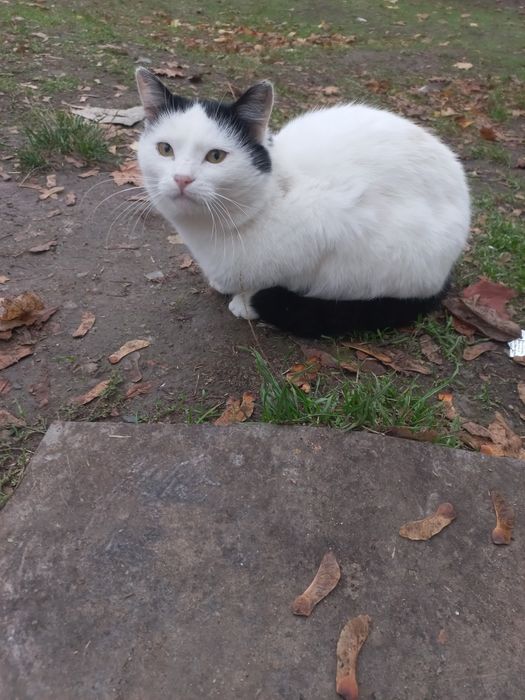 Мурчик шукає родину